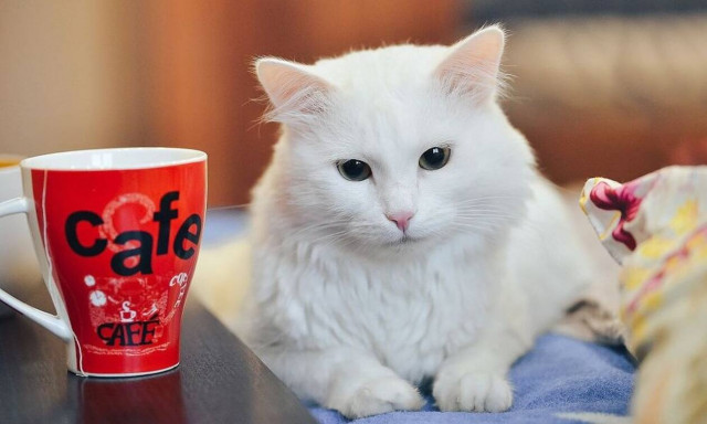 Αδιανόητα ανόητοι: 15 άτομα θετικά στον κορονοϊό μετά από πάρτι γενεθλίων... γάτας!