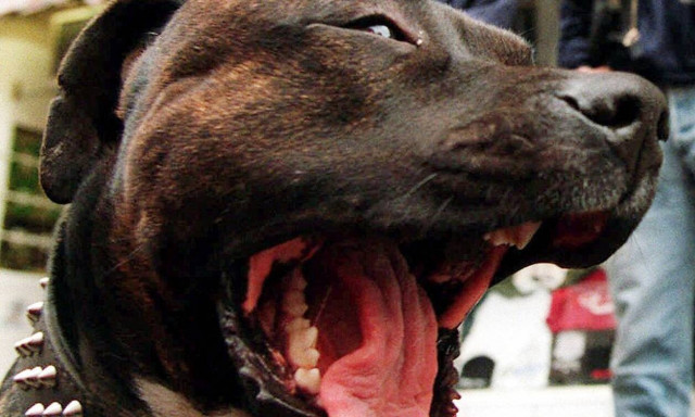 Σοκ: Πίτμπουλ κατασπάραξε 6χρονο - Νεκρό το παιδί 