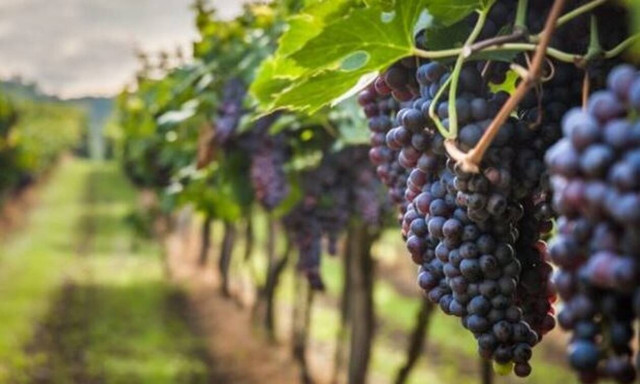 Κομισιόν: Παράταση στα μέτρα στήριξης του αμπελοοινικού τομέα για ένα χρόνο