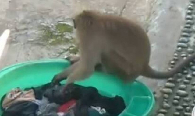 Βγήκε στην αυλή και είδε μια… μαϊμού να της πλένει τα ρούχα! 