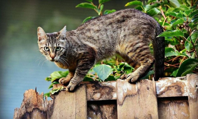Κορονοϊός: Ξεκίνησαν οι εξετάσεις σε γάτες και σκύλους - Τα συμπτώματα που παρουσιάζουν