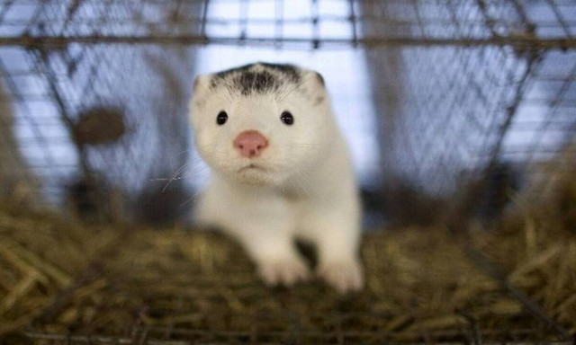 Κορονοϊός - Πολωνία: Βρέθηκε το πρώτο κρούσμα σε μινκ