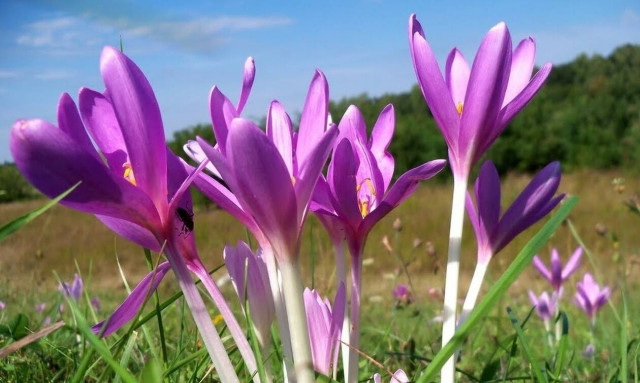 Κολχικίνη: Το «όπλο» κατά του κορονοϊού βρίσκεται σε φυτό που καλλιεργείται και στην Ελλάδα