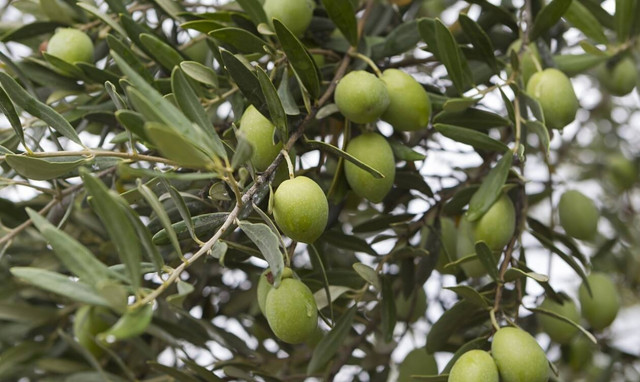 Tι ισχύει για τις επιδοτήσεις και αποζημιώσεις των ελαιοπαραγωγών 