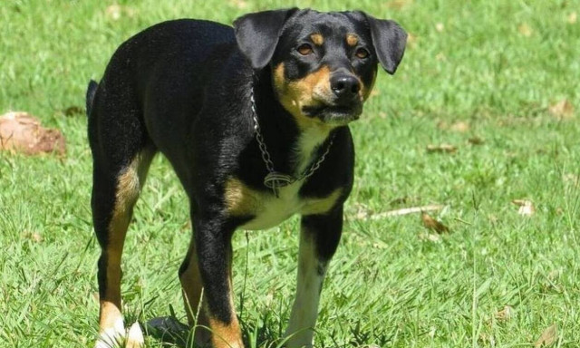 Ηράκλειο: Στο νοσοκομείο δύο γυναίκες μετά από επίθεση σκύλου