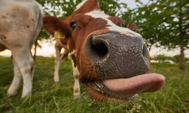 Top 10: Οι δέκα πιο περίεργες αλήθειες από τον κόσμο των ζώων