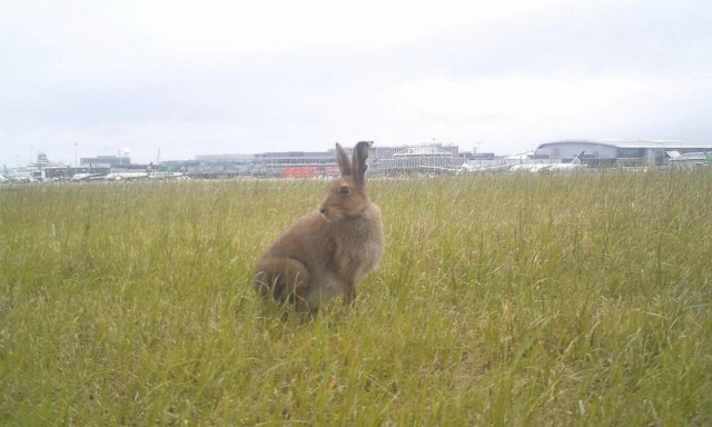 Έρευνα - σοκ: Πώς τα αεροπλάνα τραυματίζουν και σκοτώνουν ζώα 
