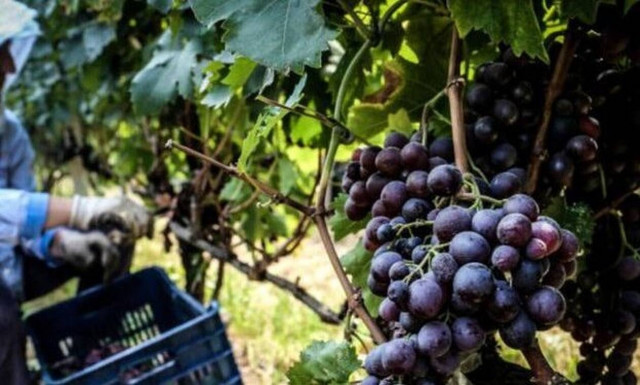 Νέα έρευνα: Τα σταφύλια δρουν ως... αντηλιακό!