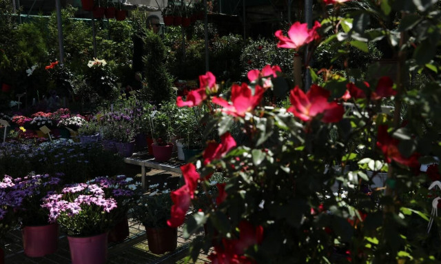 Lockdown - Ανθοπωλεία: «Μας έχουν υποσχεθεί ότι θα ανοίξουμε» για του Αγίου Βαλεντίνου