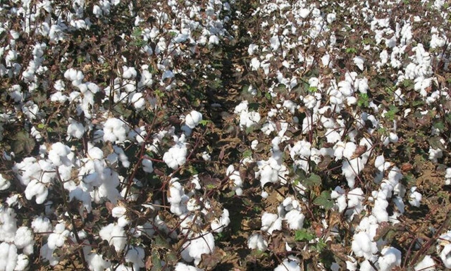 ΟΠΕΚΕΠΕ: Τέλη Μαρτίου πληρώνεται η ενίσχυση στο βαμβάκι