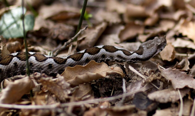 Πύργος: Πήγε στο νοσοκομείο με δάγκωμα οχιάς - Βρέθηκε θετικός στον κορονοϊό