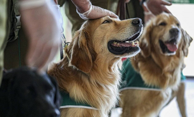Ρεπορτάζ Newsbomb.gr: 347 συλλήψεις από την ΕΛ.ΑΣ. - Χτυπάνε και βασανίζουν ζώα μέσα στα σπίτια