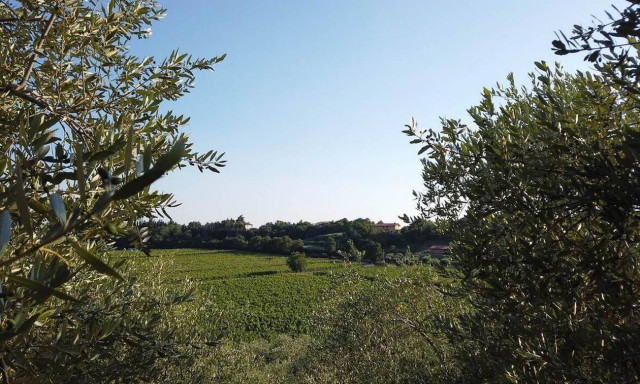 Τραγωδία στο Ρέθυμνο: Τον σκότωσε η ελιά που έκοβε