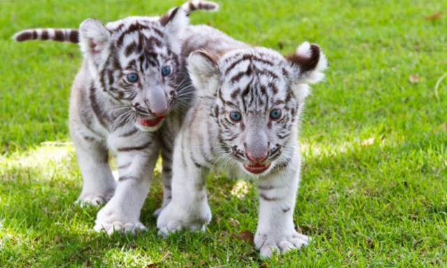 Πακιστάν: Δύο μωρά λευκά τιγράκια πέθαναν στο ζωολογικό πάρκο της Λαχόρης πιθανόν από covid-19