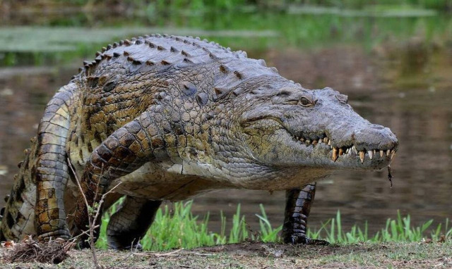 Φρίκη: Κροκόδειλοι κατασπάραξαν ψαρά 