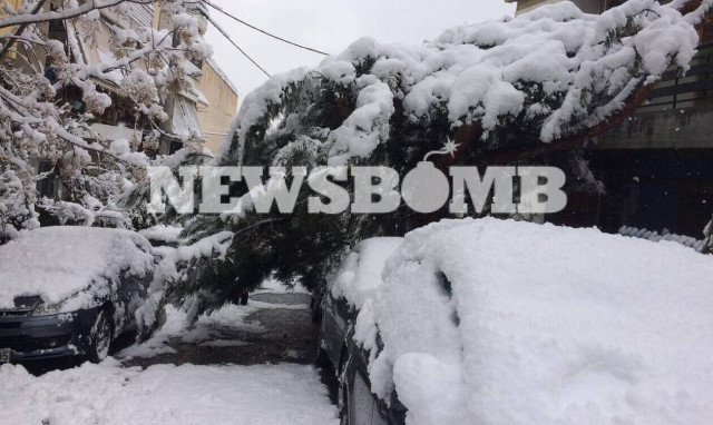 Πώς μπορούν να διεκδικήσουν αποζημιώσεις όσοι υπέστησαν ζημιές ή τραυματίσθηκαν από πτώσεις δέντρων