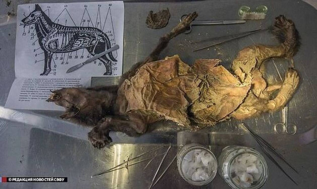 Παράνοια: Ρώσοι επιστήμονες προσπαθούν να εξάγουν αρχαίους ιούς από απολιθώματα