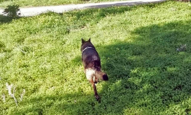 Κρήτη: Mαζική δηλητηρίαση σκύλων στο Τυμπάκι 