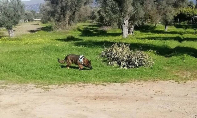 Κρήτη: Νέα δηλητηριασμένα δολώματα εντόπισε η Ντάικα στο Τυμπάκι