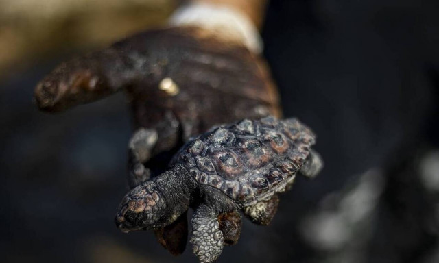 Ισραήλ: Οικολογική καταστροφή - «Μαύρισε» μεγάλο τμήμα της ακτογραμμής λόγω πετρελαιοκηλίδας (pics)