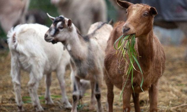ΟΠΕΚΕΠΕ: Λήγει σήμερα (22/2) η προθεσμία αιτήσεων επιδότησης κτηνοτρόφων