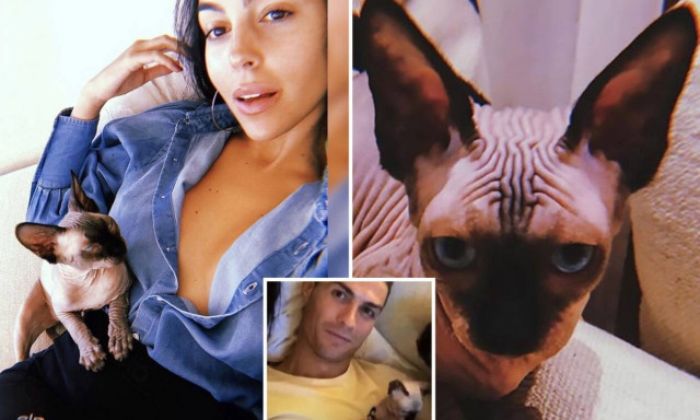 Κριστιάνο: Χτύπησαν τον γάτο του και τον έστειλε σε νοσοκομείο της Ισπανίας με ιδιωτικό τζετ!