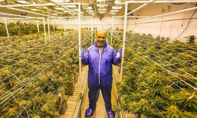 Μάικ Τάισον: Πλουτίζει πουλώντας μαριχουάνα – Κερδίζει 500.000 δολάρια το μήνα! 