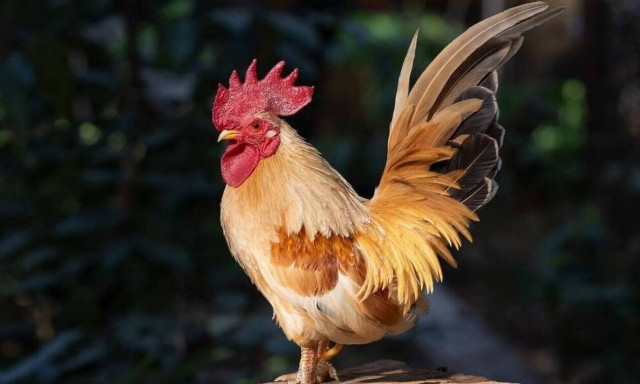 Κόκορας σκότωσε το αφεντικό του σε κοκορομαχία