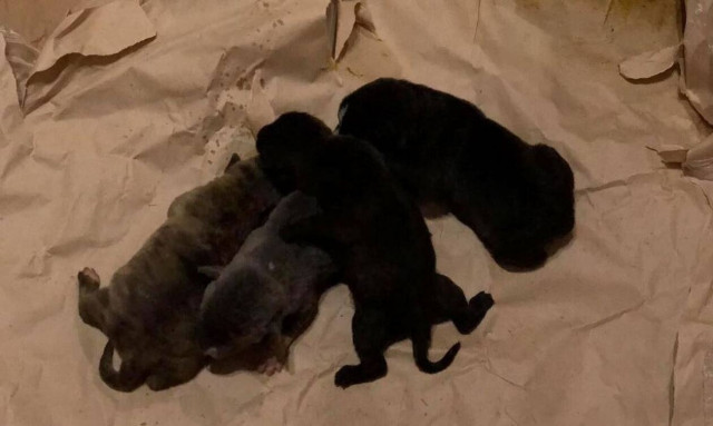 Φρίκη στο Βόλο: Κουτάβια βρέθηκαν σε σφιχτοδεμένο τσουβάλι μέσα σε κάδο ανακύκλωσης