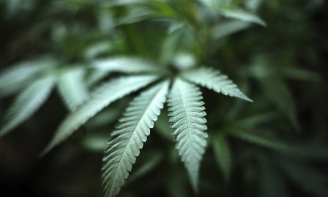 Ισραηλινή έρευνα: Βοηθάει η κάνναβη στη θεραπεία του κορονοϊού;