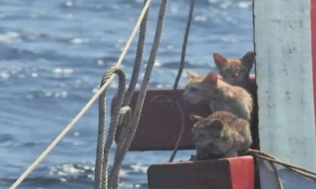 Εντυπωσιακή διάσωση γατιών από ναυάγιο (video)