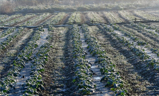 ΕΛΓΑ: Παρατείνεται στη Θεσσαλία η προθεσμία για τις δηλώσεις ζημίας από τη «Μήδεια»              