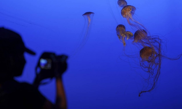 Αυστραλία: Έφηβος έχασε τη ζωή του από τσίμπημα μέδουσας-δολοφόνου