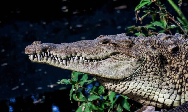 Φρίκη: Κροκόδειλος κατασπάραξε 8χρονο αγοράκι - Σκληρές εικόνες
