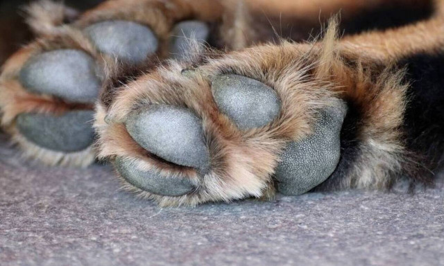 Αγρίνιο: Βασάνισαν και σκότωσαν αδέσποτη σκυλίτσα - Παρέμβαση του αρχηγού της ΕΛΑΣ 