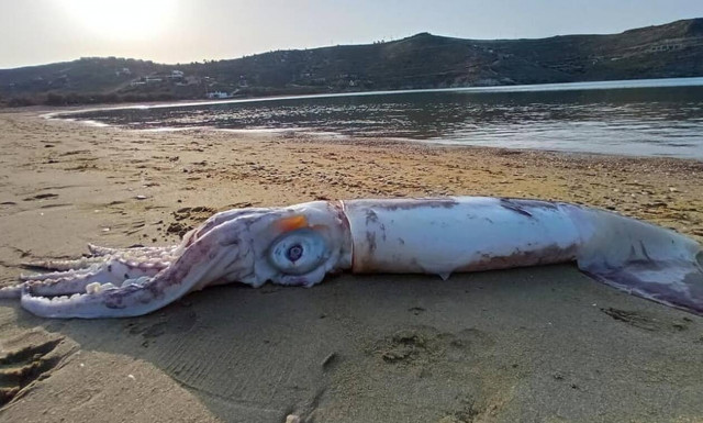 Θράψαλο «γίγας» σε παραλία της Κέας - Δείτε φωτογραφίες