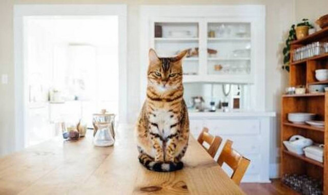 Top10: Δέκα γατίσιες συμπεριφορές και ο λόγος που «κρύβεται» πίσω από αυτές