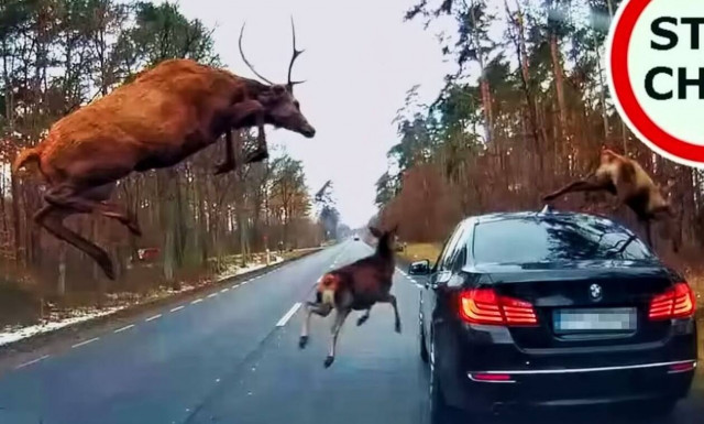 Αυτοκίνητο εναντίον… ελαφιού σημειώσατε Χ