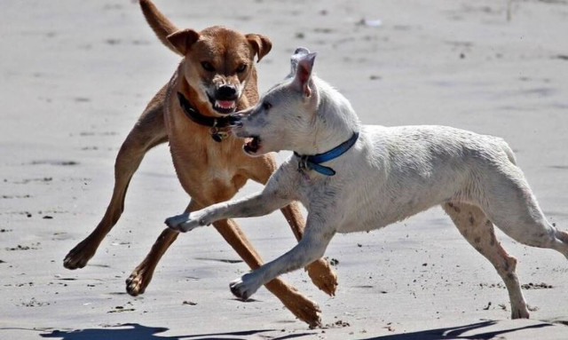 Τραγωδία στις ΗΠΑ: Νεκρό 3χρονο παιδί από επίθεση σκύλων
