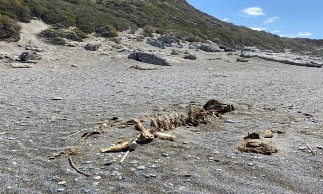 Βρέθηκε σκελετός τριών μέτρων σε παραλία της Κρήτης (pics)