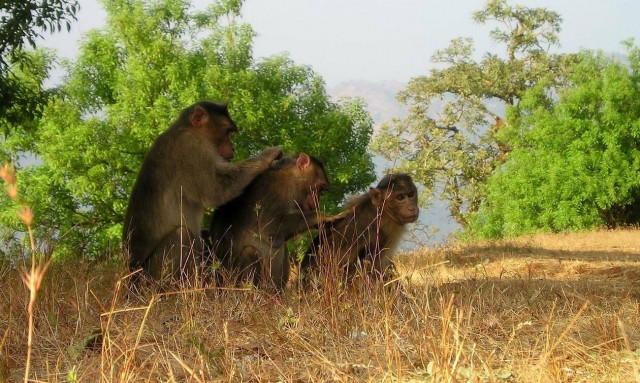 Τραγικός θάνατος για 21χρονη: Την πήραν στο κυνήγι μαϊμούδες και έπεσε από σκεπή