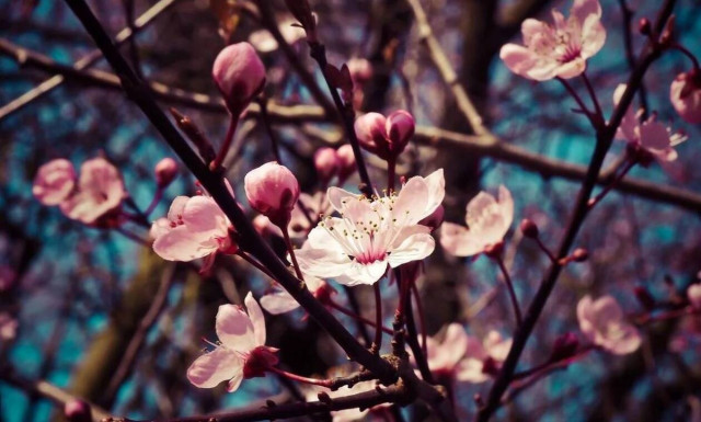 Η Google γιορτάζει με doodle την πρώτη μέρα της Άνοιξης