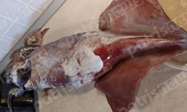 Τεράστιο θράψαλο στην Ηλεία: Ζυγίζει 6 κιλά! (pics)