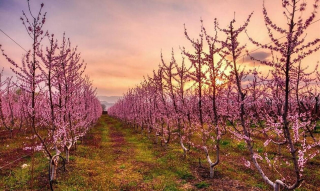 Ανθισμένες ροδακινιές στον κάμπο της Ημαθίας - Η αποθέωση από το National Geographic