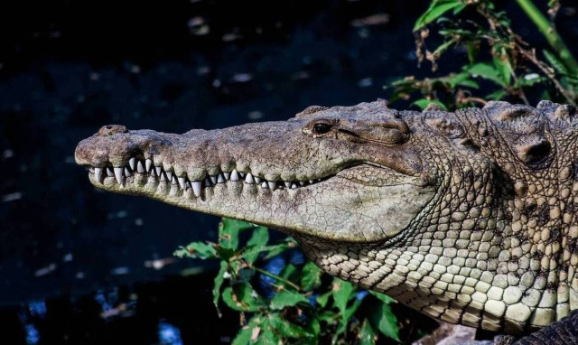 Μάχη επιβίωσης: Κροκόδειλος κατασπαράζει καρχαρία (pics)