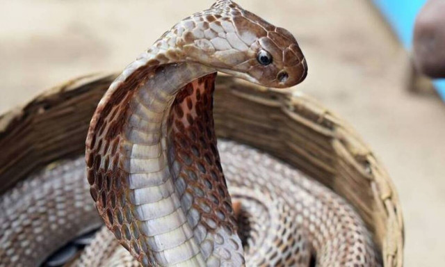 Εξιτήριο για τον 30χρονο που τον είχε δαγκώσει κόμπρα - Πώς είναι η κατάσταση της υγείας του