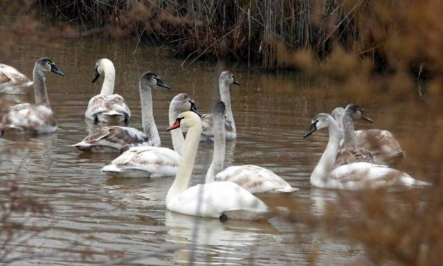 Καστοριά: Αυξημένα μέτρα για την γρίπη των πτηνών μετά το κρούσμα σε πελεκάνο	