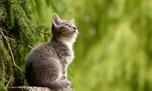 Ρωσία: Έτοιμο το πρώτο εμβόλιο για ζώα κατά του κορονοϊού