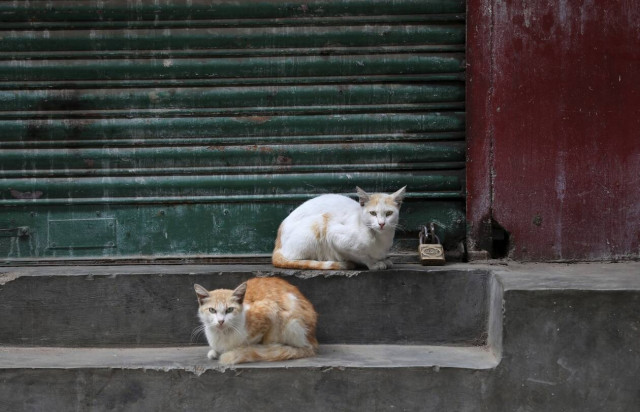 Εμβόλιο κατά του κορονοϊού για ζώα λέει πως ανέπτυξε η Ρωσία