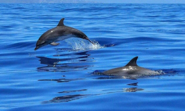 Θεσσαλονίκη: Δελφίνια βγήκαν στον ...Θερμαϊκό